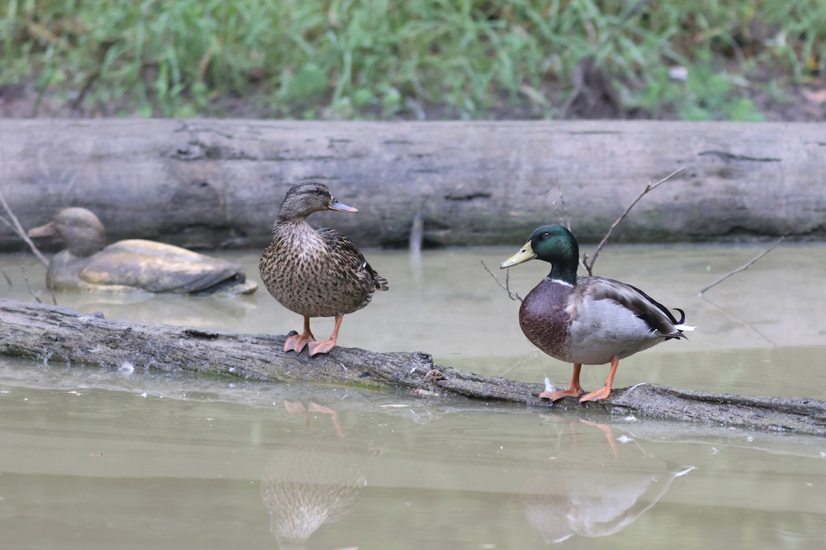 Mallard - Vikas Madhav Nagarajan