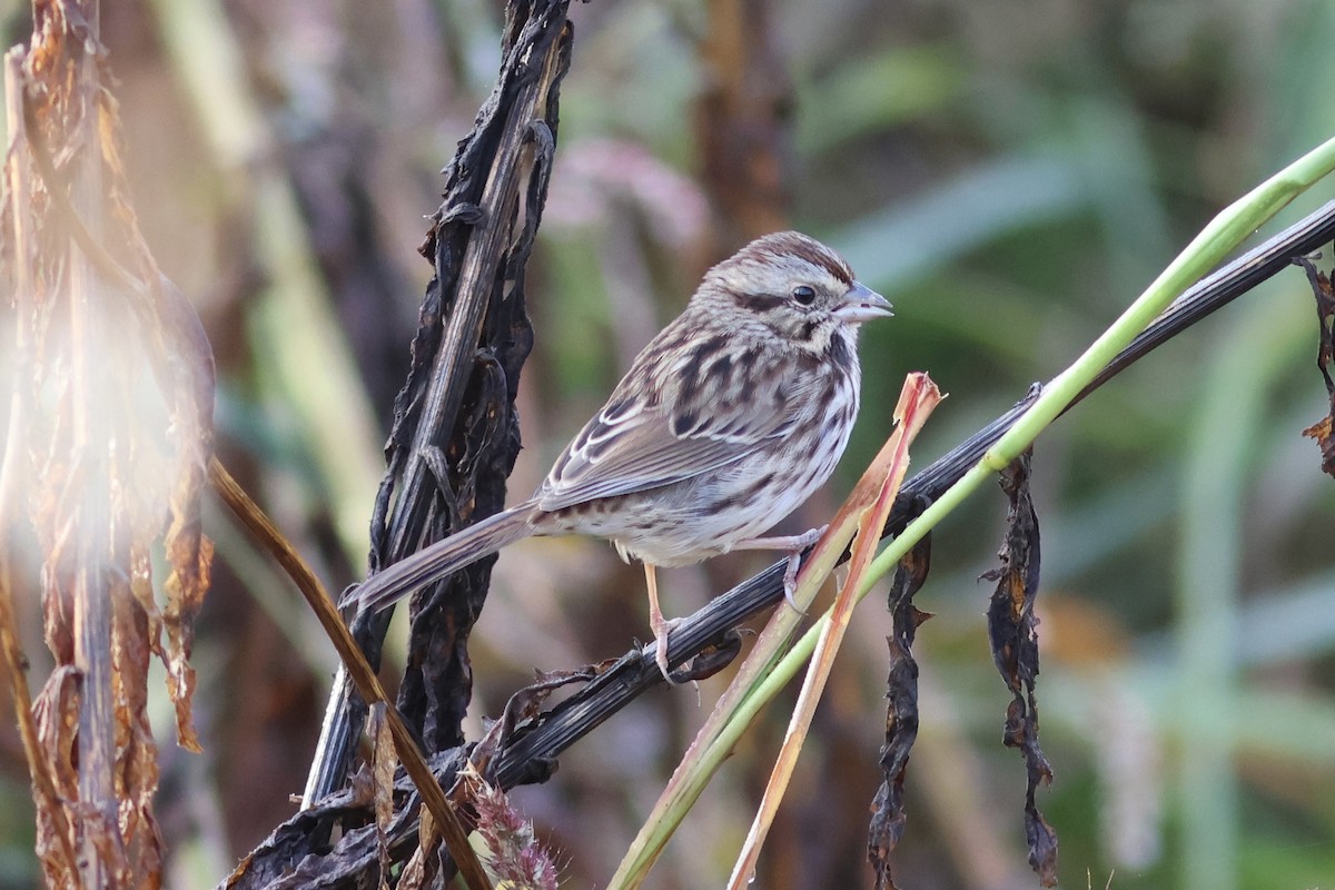 Song Sparrow - Vikas Madhav Nagarajan