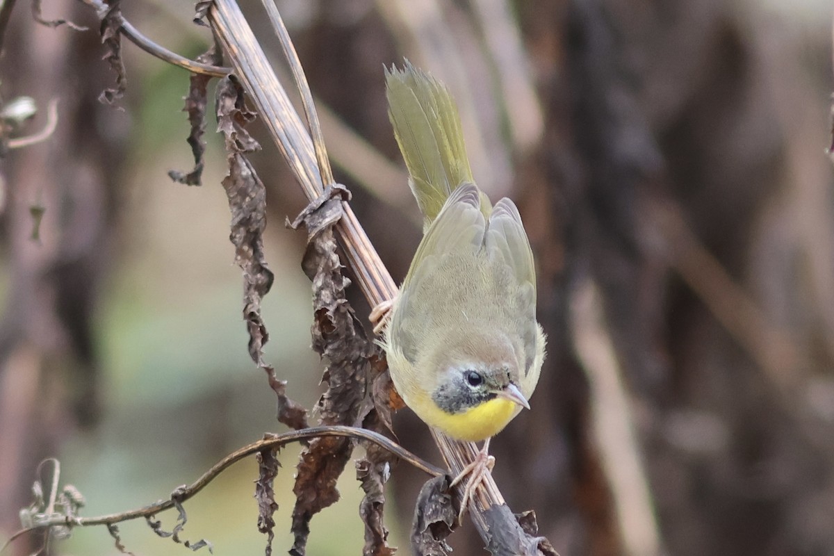 Common Yellowthroat - Vikas Madhav Nagarajan