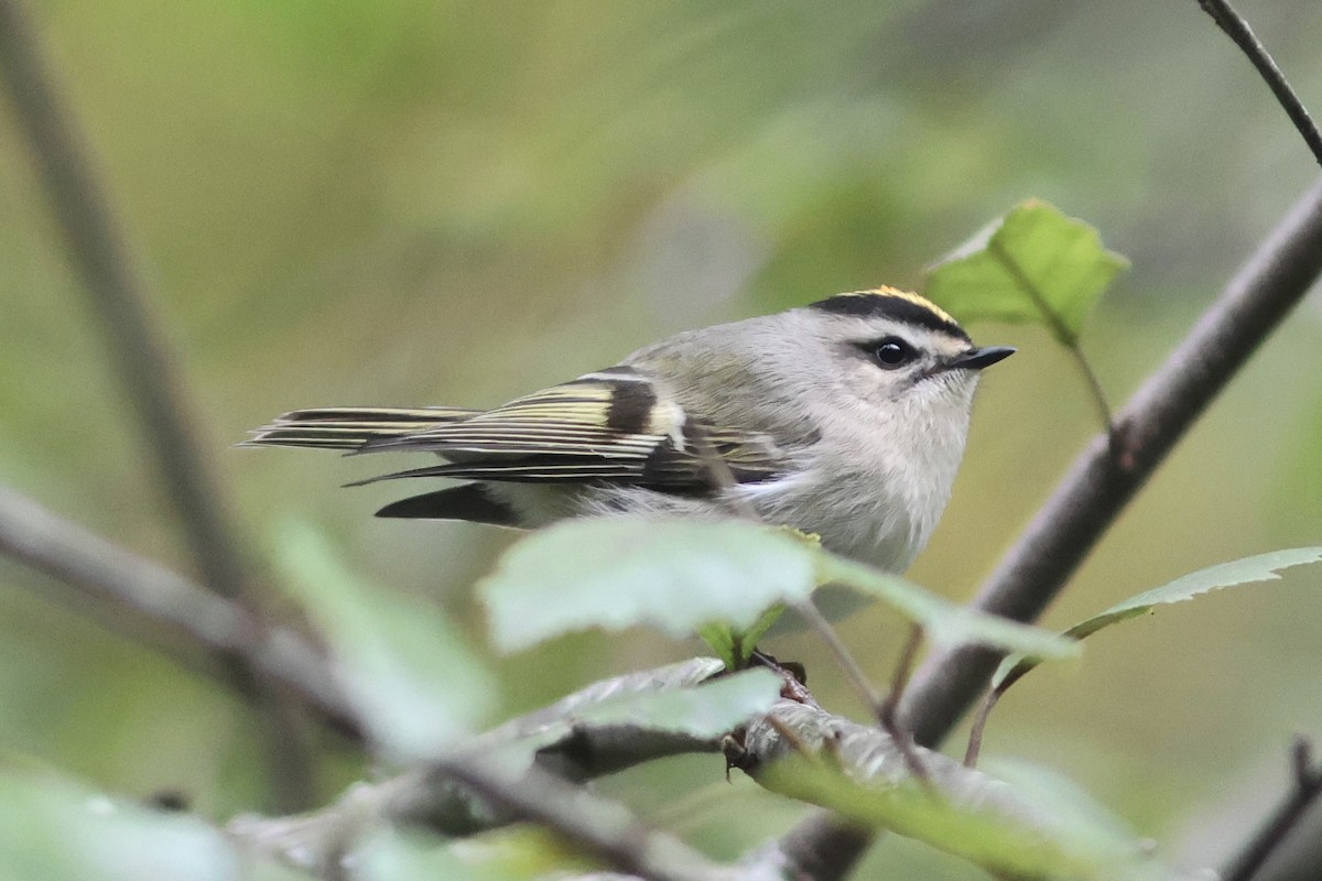 Golden-crowned Kinglet - Vikas Madhav Nagarajan