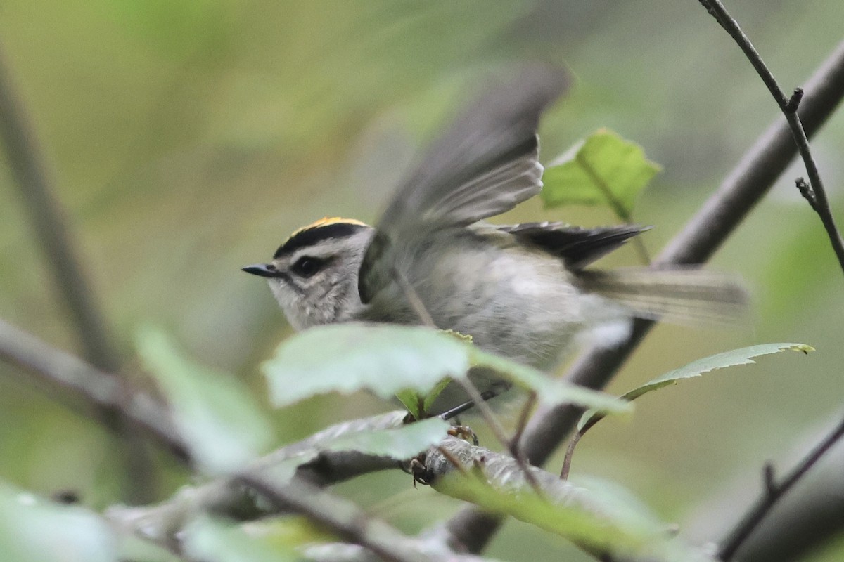 Golden-crowned Kinglet - Vikas Madhav Nagarajan