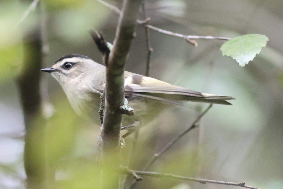 Golden-crowned Kinglet - Vikas Madhav Nagarajan