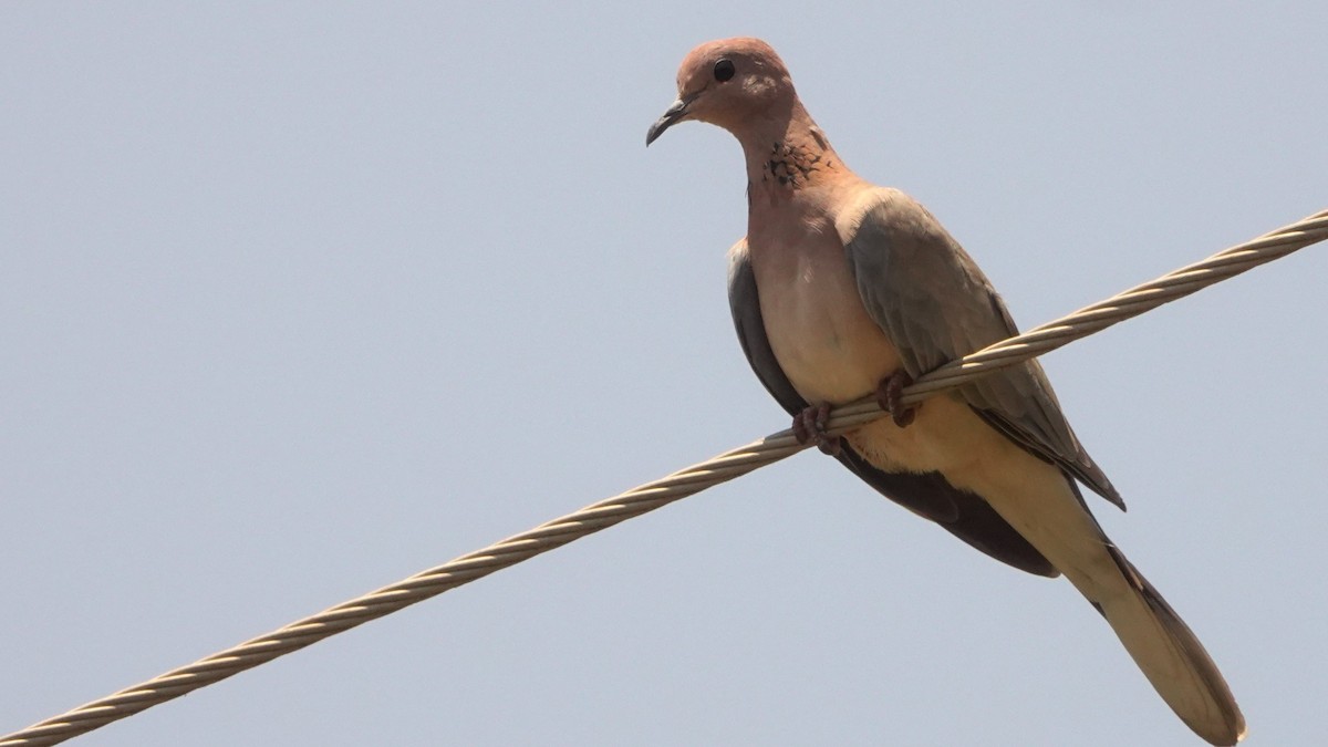 Laughing Dove - ML610123358
