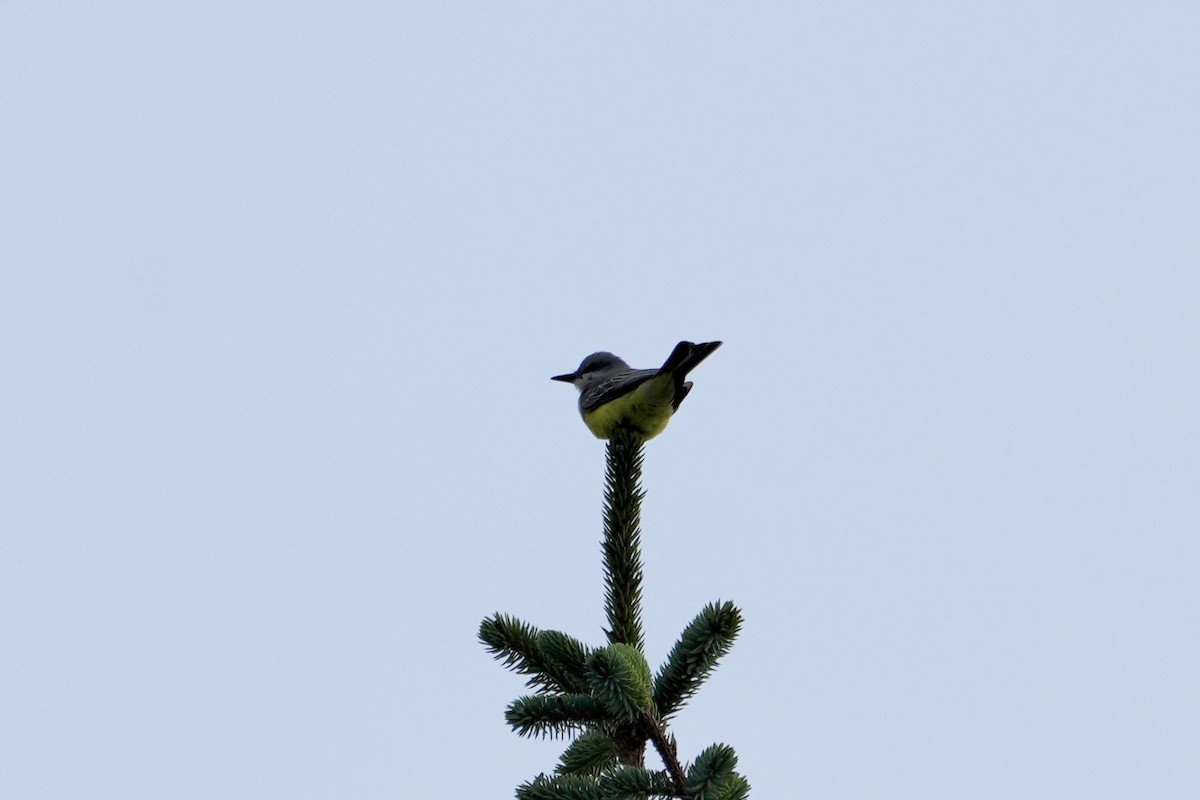 Tropical Kingbird - ML610123564