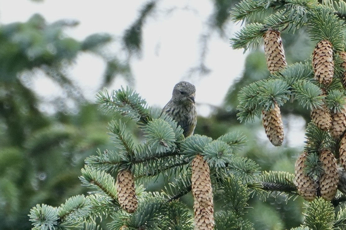 Red Crossbill (Sitka Spruce or type 10) - ML610123578