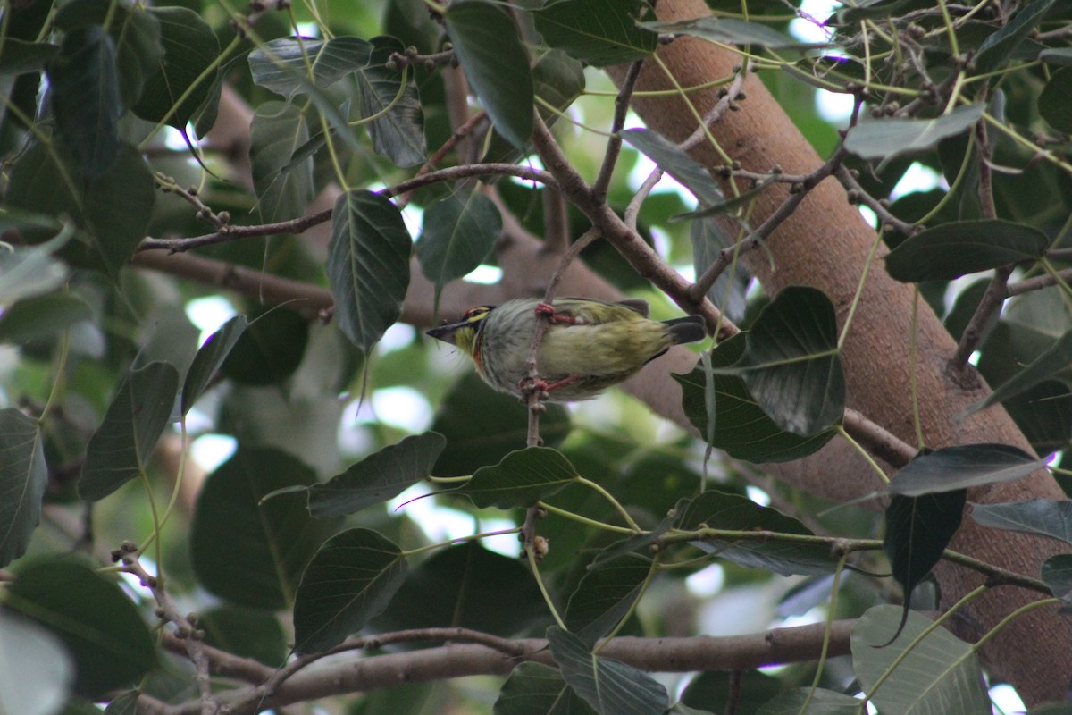 Coppersmith Barbet - ML610123618