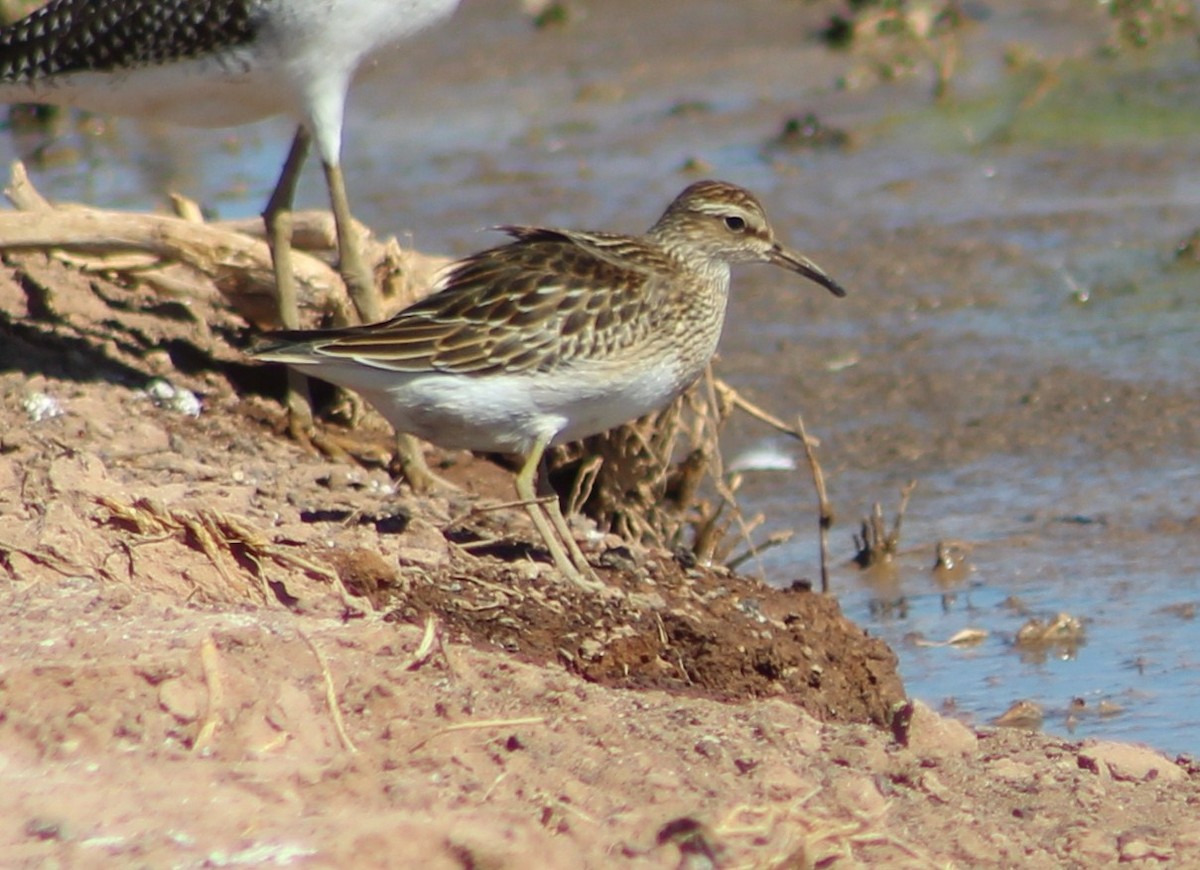 Pectoral Sandpiper - ML610123779