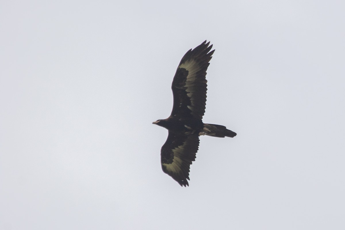 Águila Audaz - ML610123781