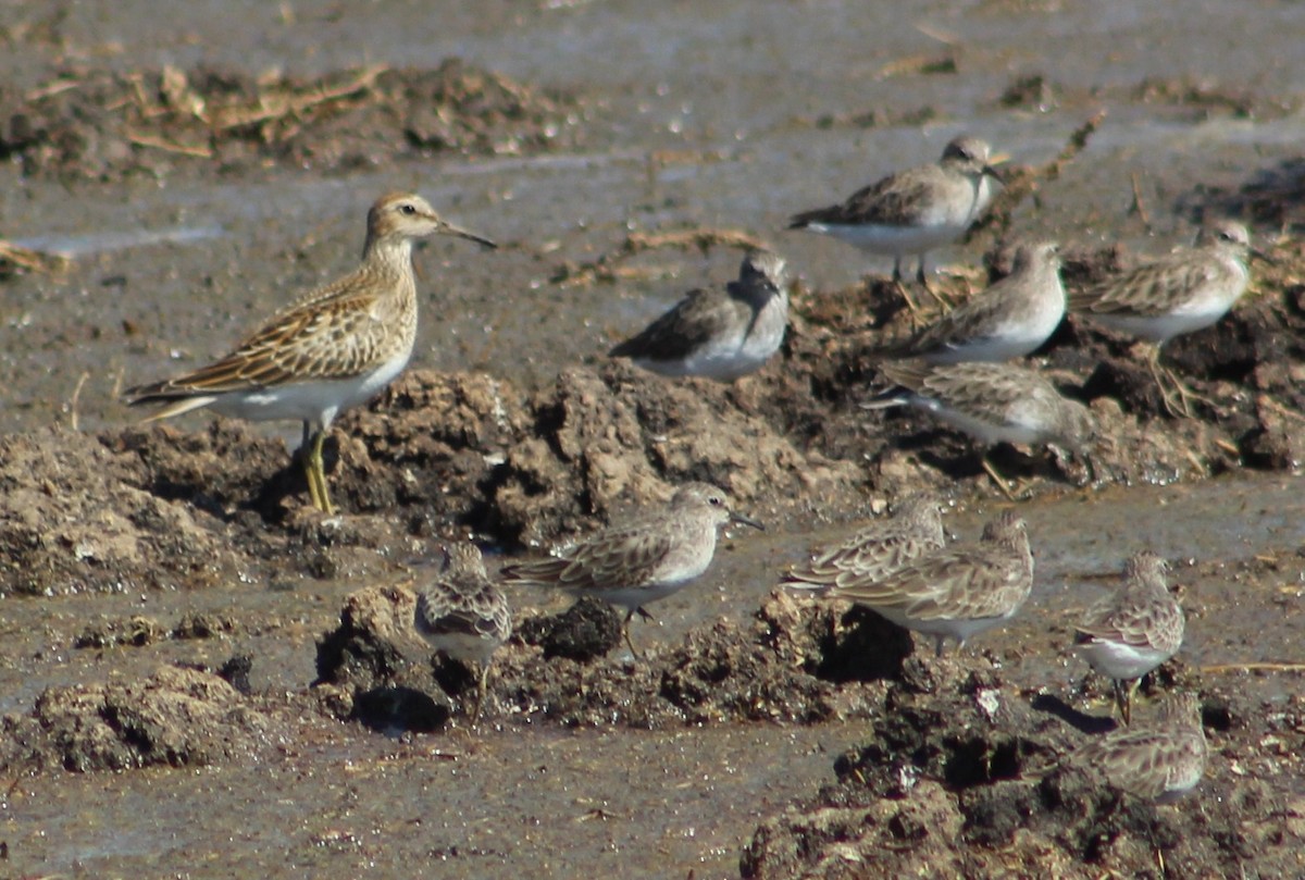 Graubrust-Strandläufer - ML610123857