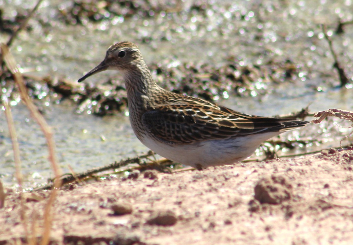 Pectoral Sandpiper - ML610123896