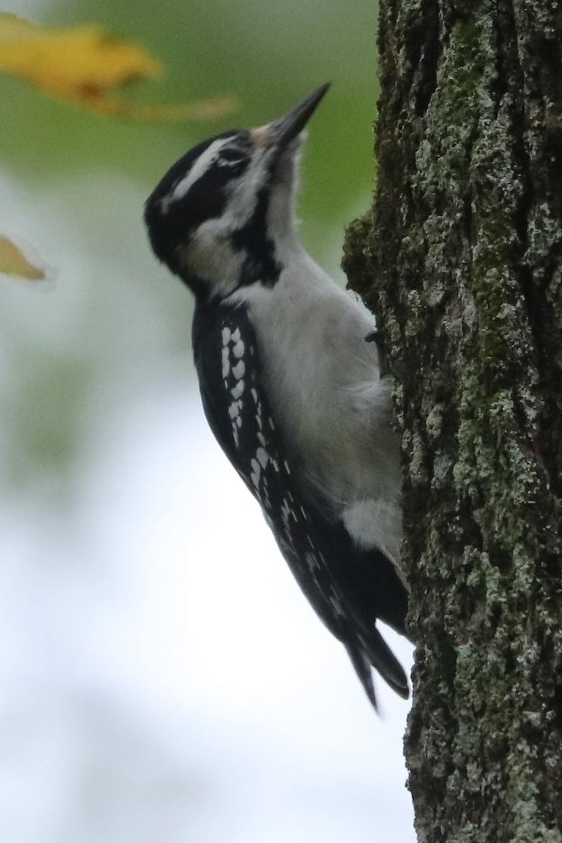 Hairy Woodpecker - ML610123900