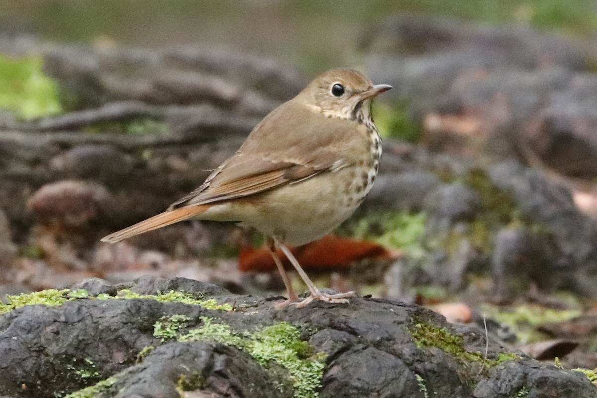 Hermit Thrush - ML610123928