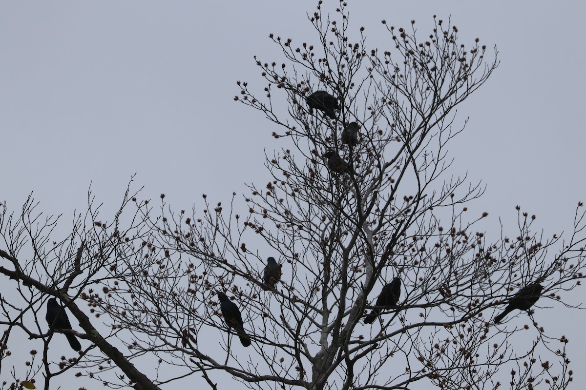 Common Grackle - ML610123935