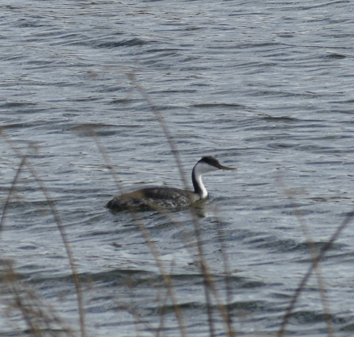 Western Grebe - ML610123940