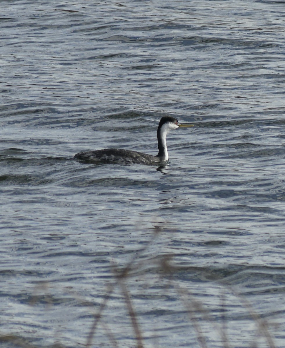 Western Grebe - ML610123944