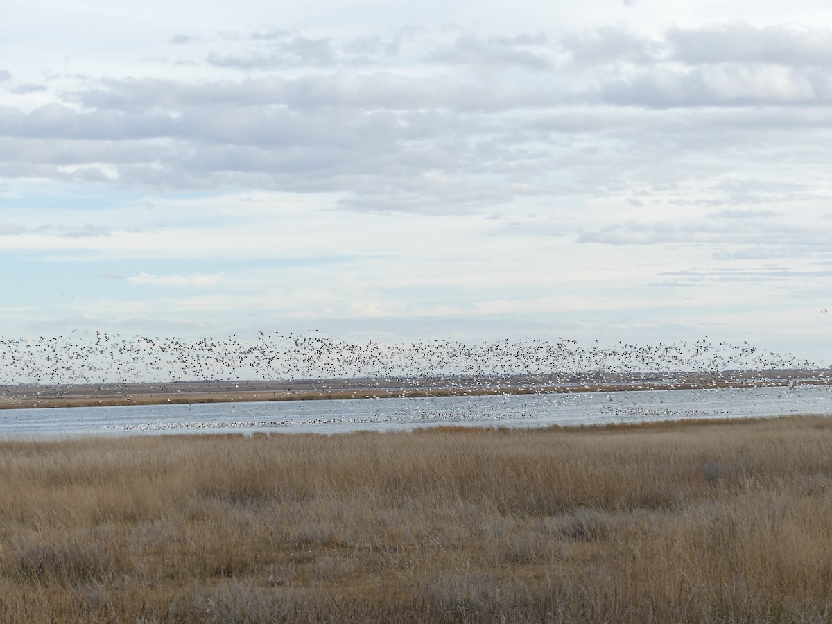 Snow Goose - ML610123984