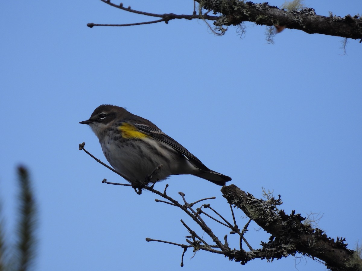 Yellow-rumped Warbler - ML610124040