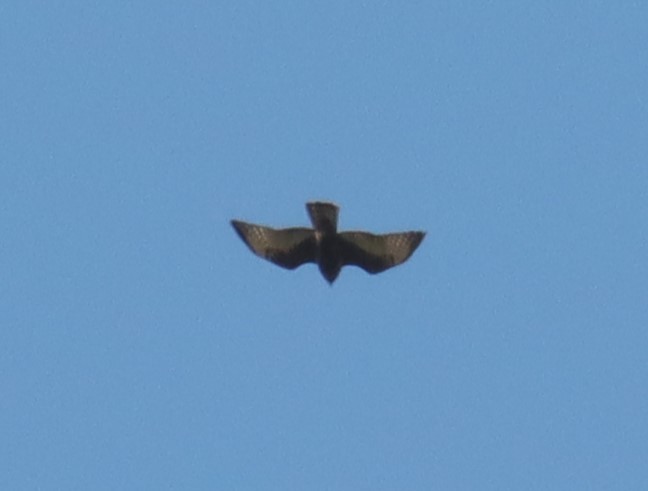 Broad-winged Hawk - ML610124093