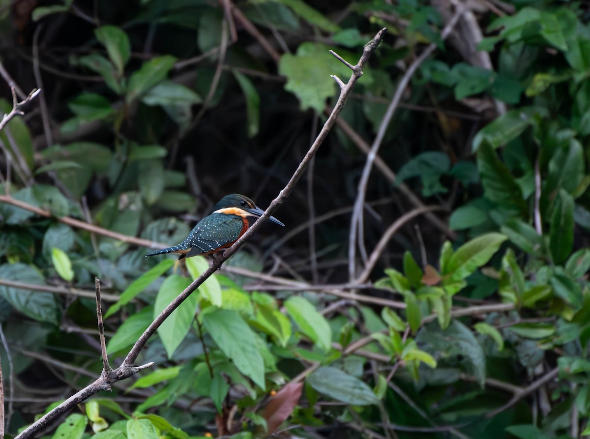 Green-and-rufous Kingfisher - ML610124146