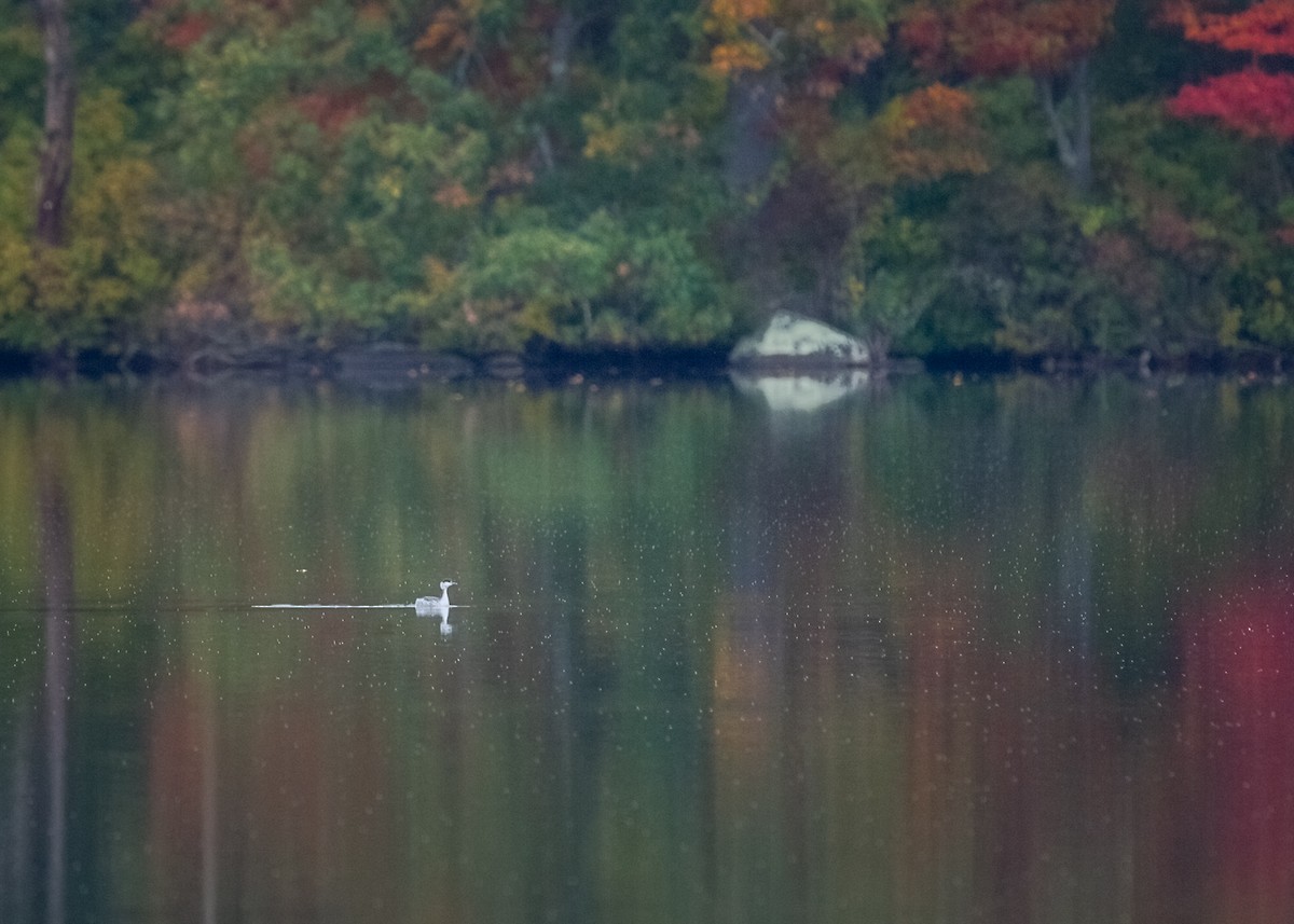 Horned Grebe - Matt Kaiser