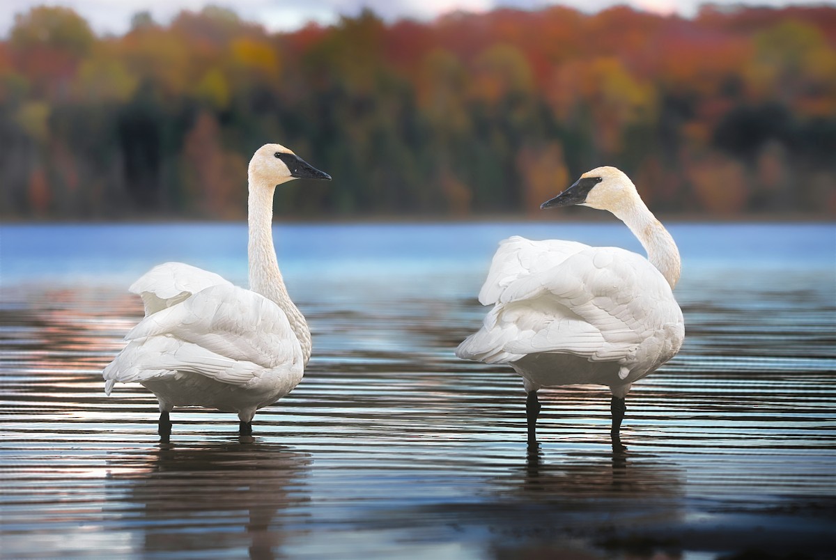 Trumpeter Swan - ML610124264