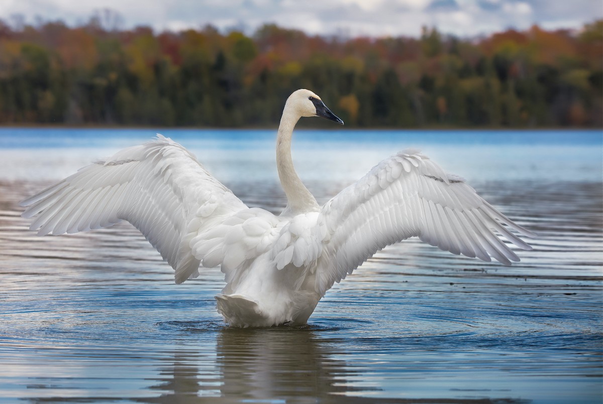 Trumpeter Swan - ML610124265