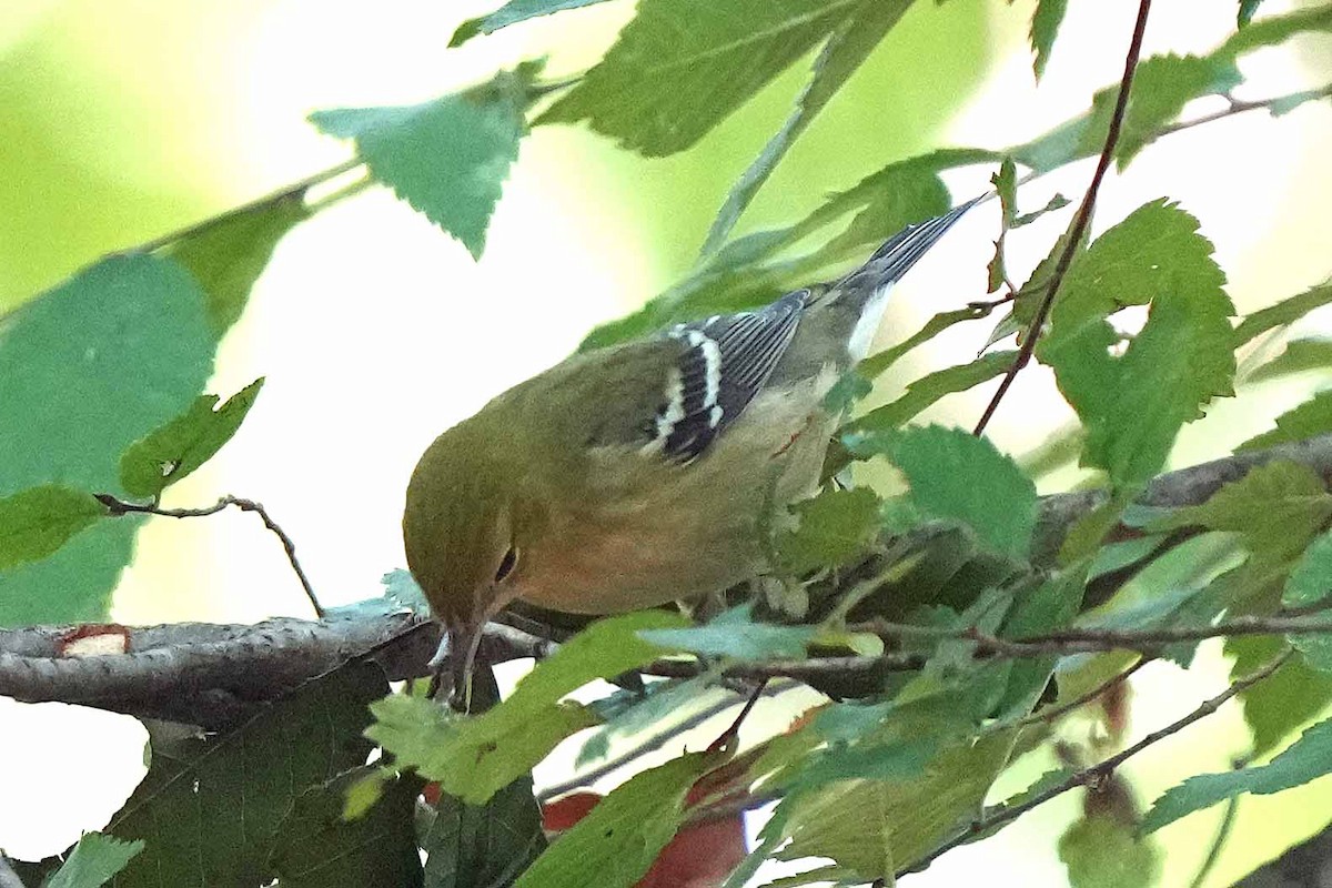 Bay-breasted Warbler - ML610124293