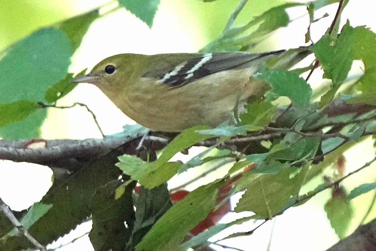 Bay-breasted Warbler - ML610124294