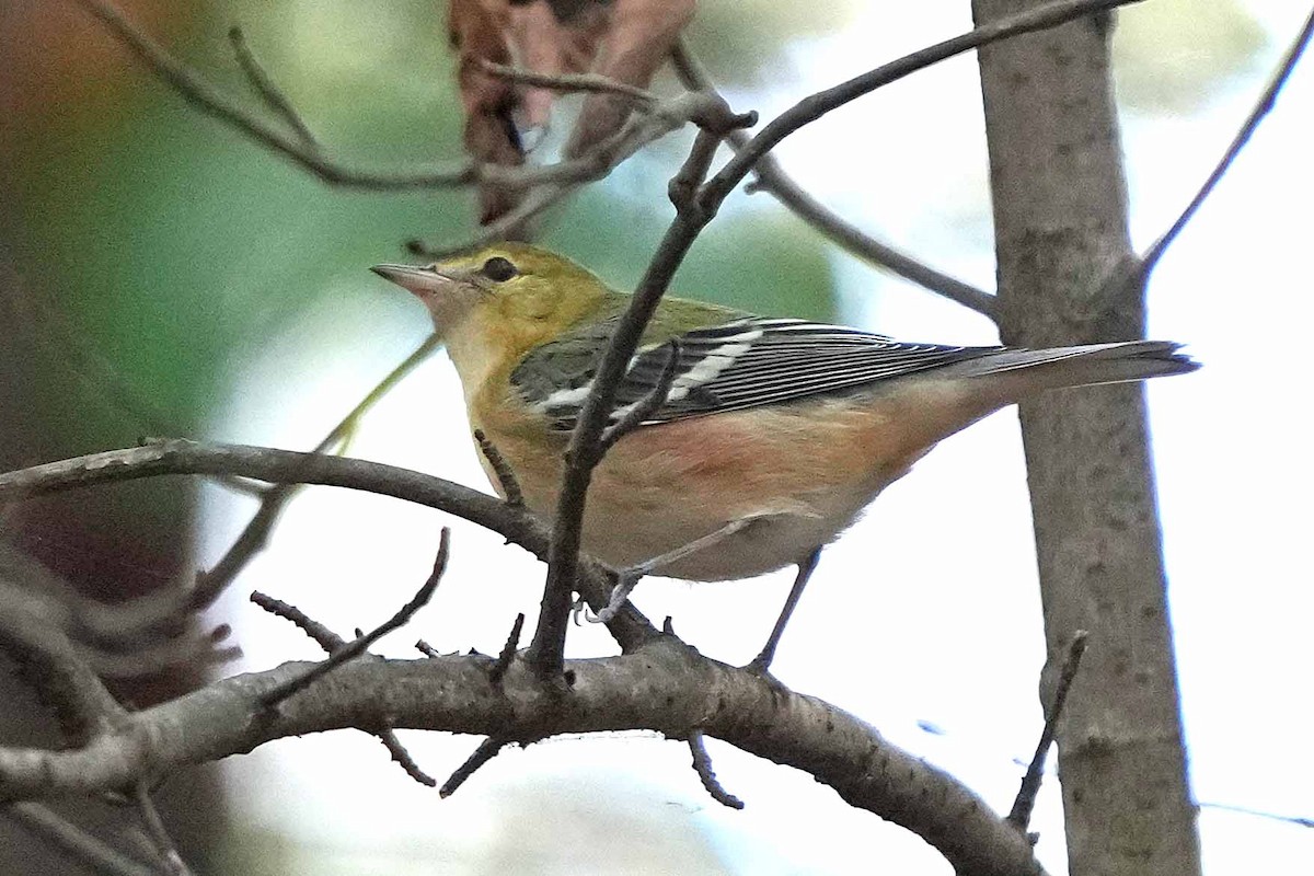 Bay-breasted Warbler - ML610124295