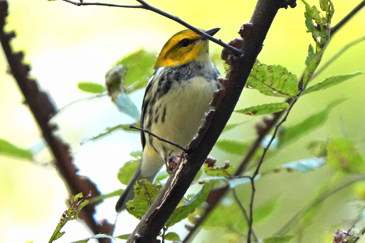 Black-throated Green Warbler - ML610124303