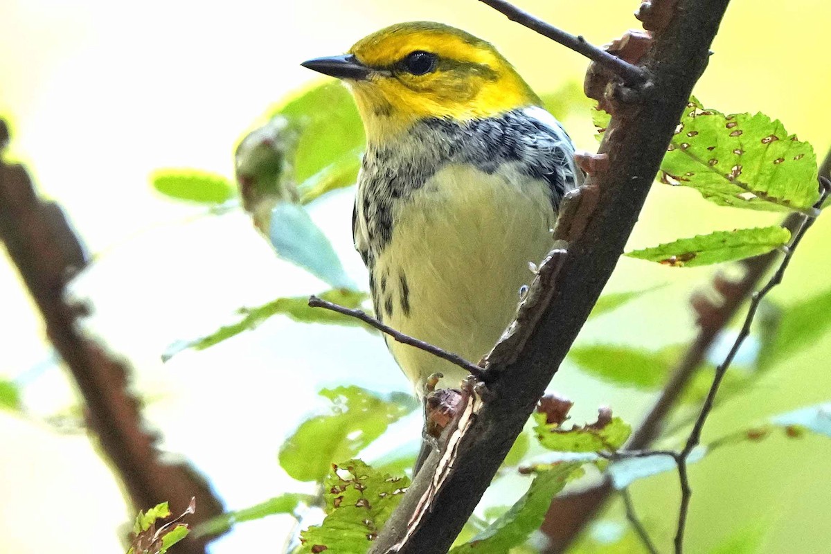 Black-throated Green Warbler - ML610124304