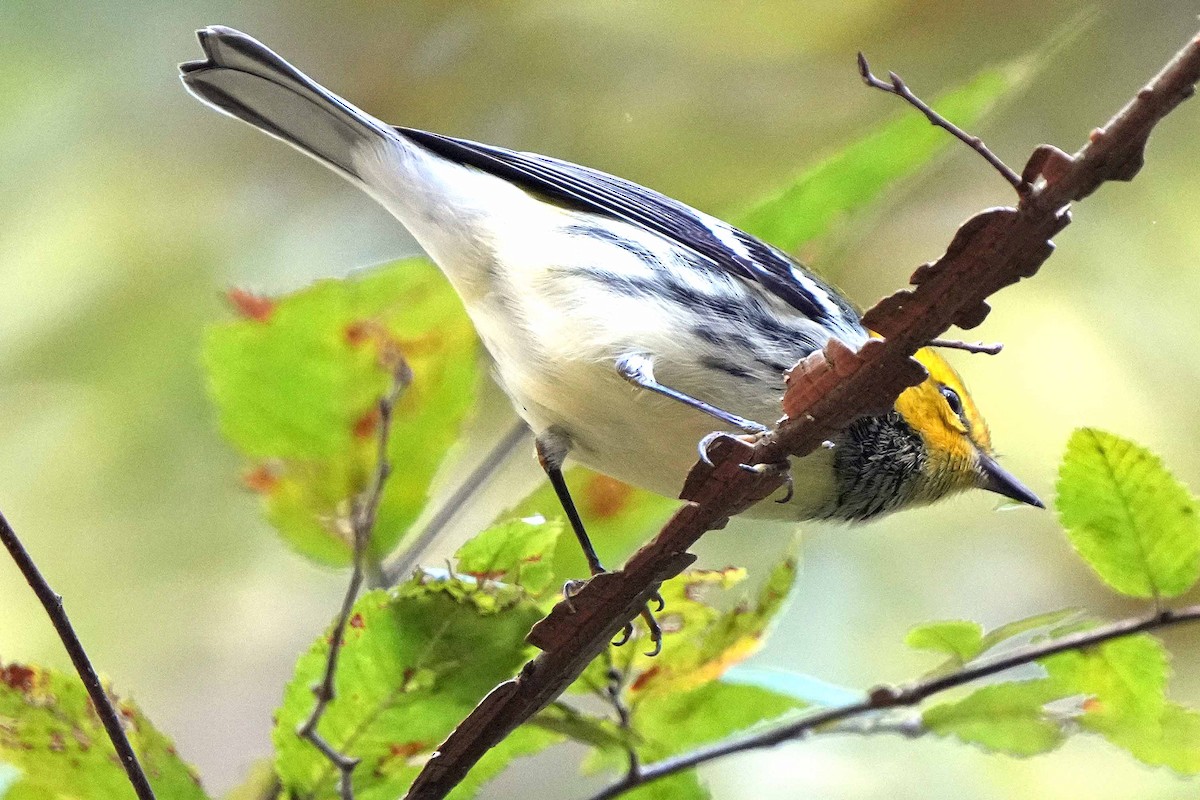 Grünmantel-Waldsänger - ML610124305