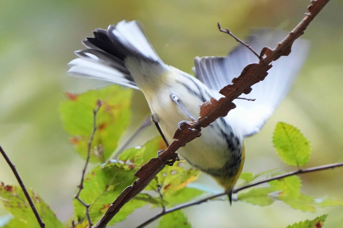 Grünmantel-Waldsänger - ML610124306