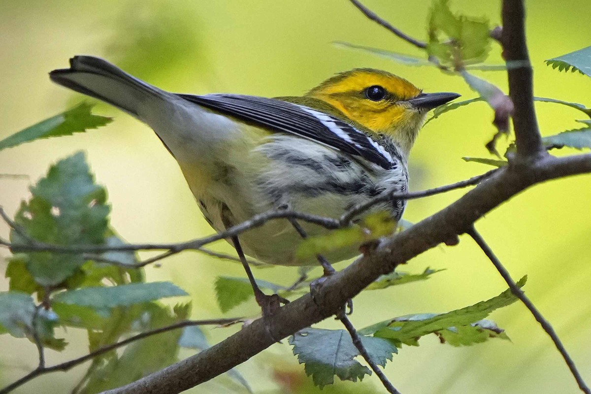 Black-throated Green Warbler - ML610124307