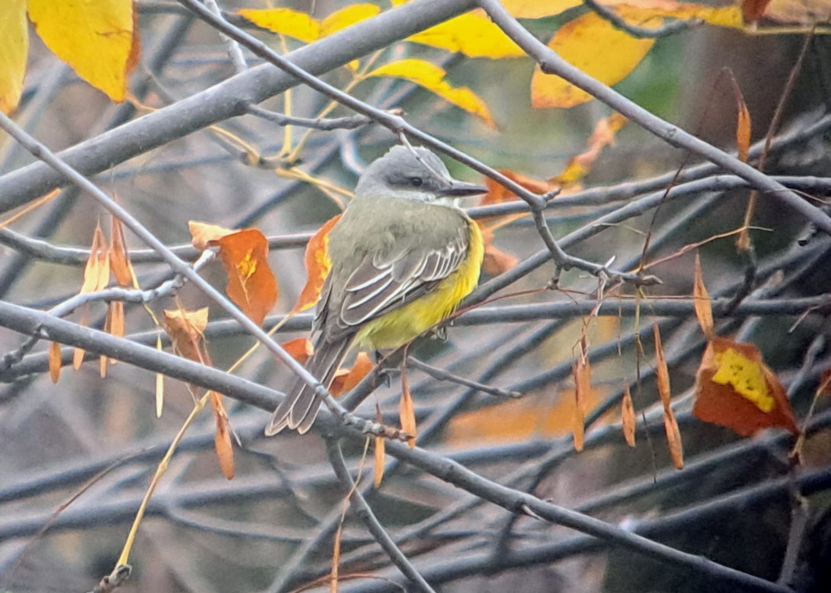 Tropical Kingbird - Ryan Brady