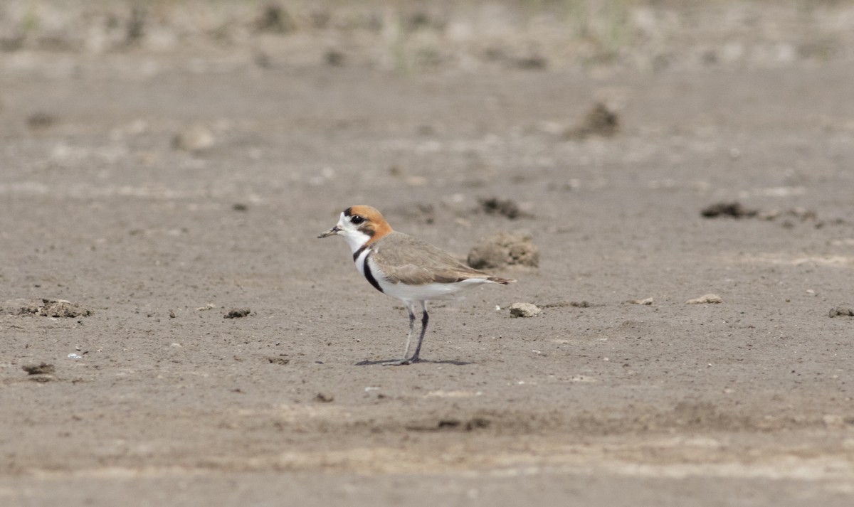 Two-banded Plover - Marcelo Dolsan