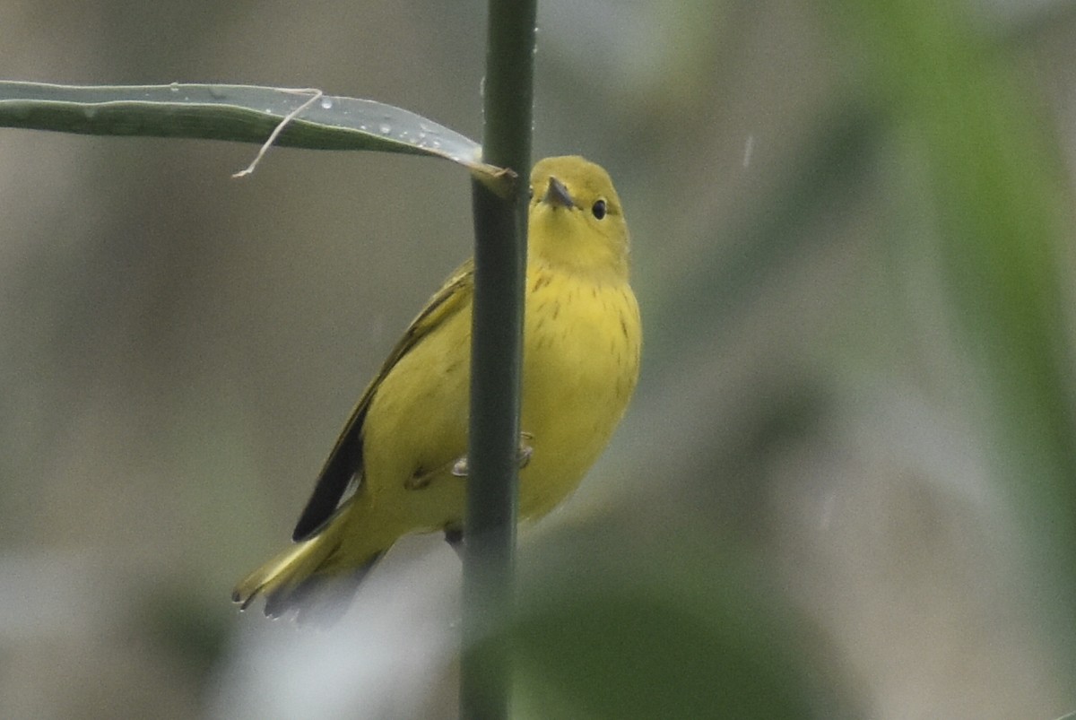 Paruline jaune - ML610124405