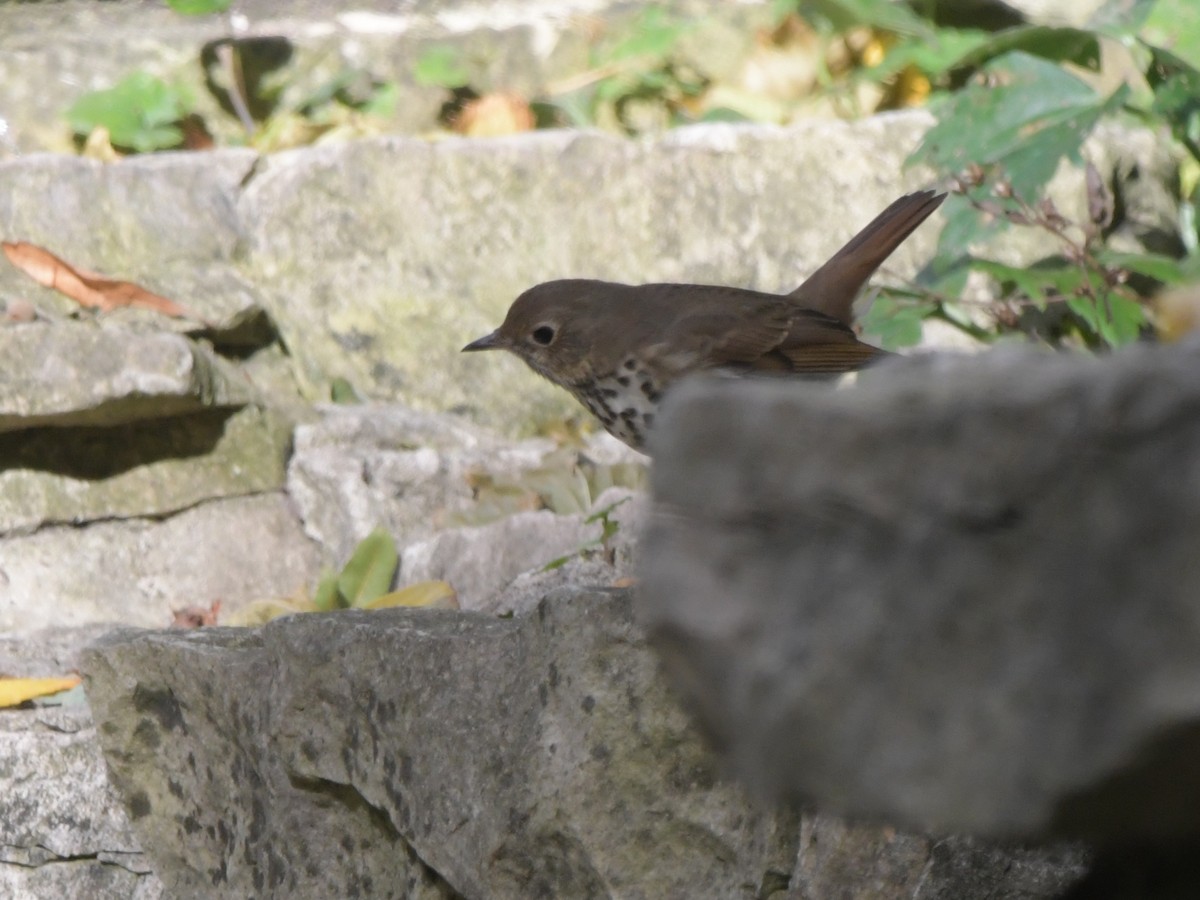 Hermit Thrush - ML610124406