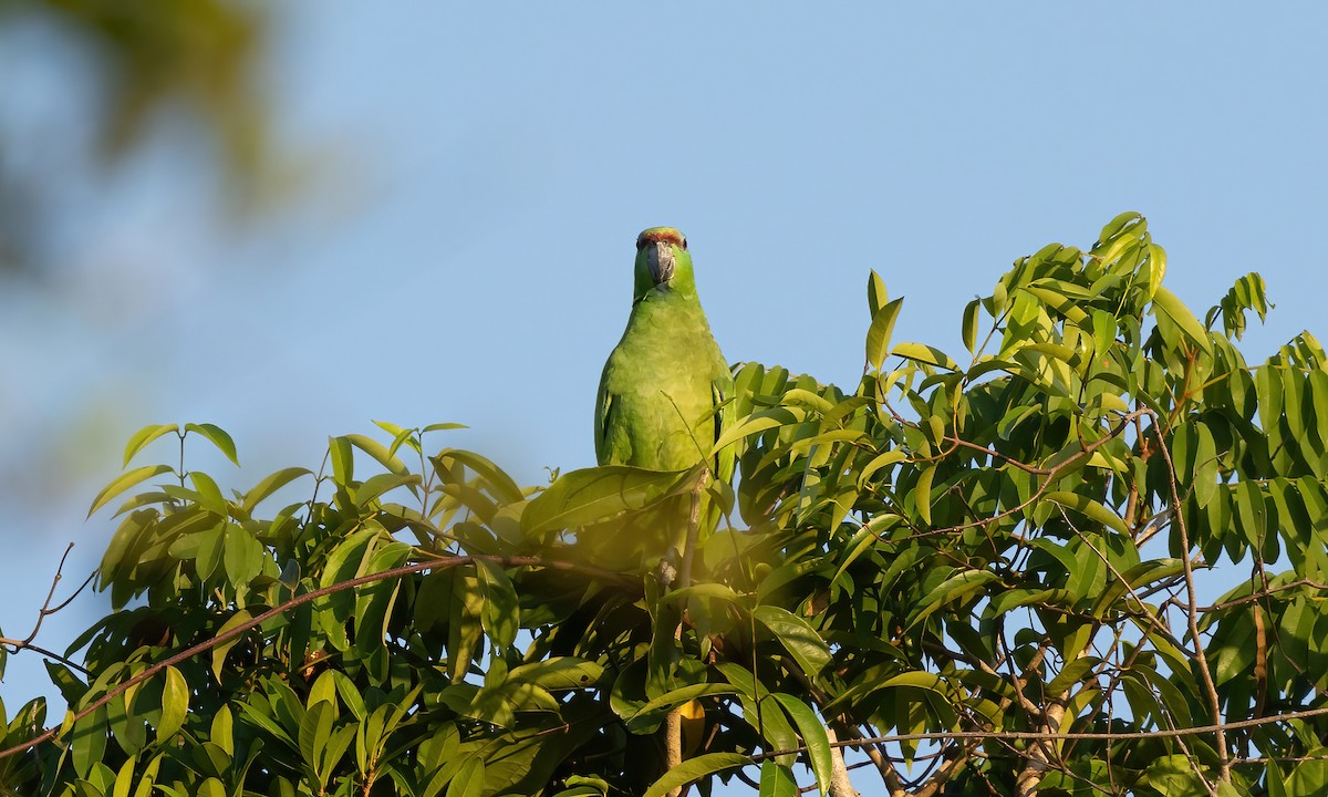 Festive Parrot (Southern) - Paul Fenwick