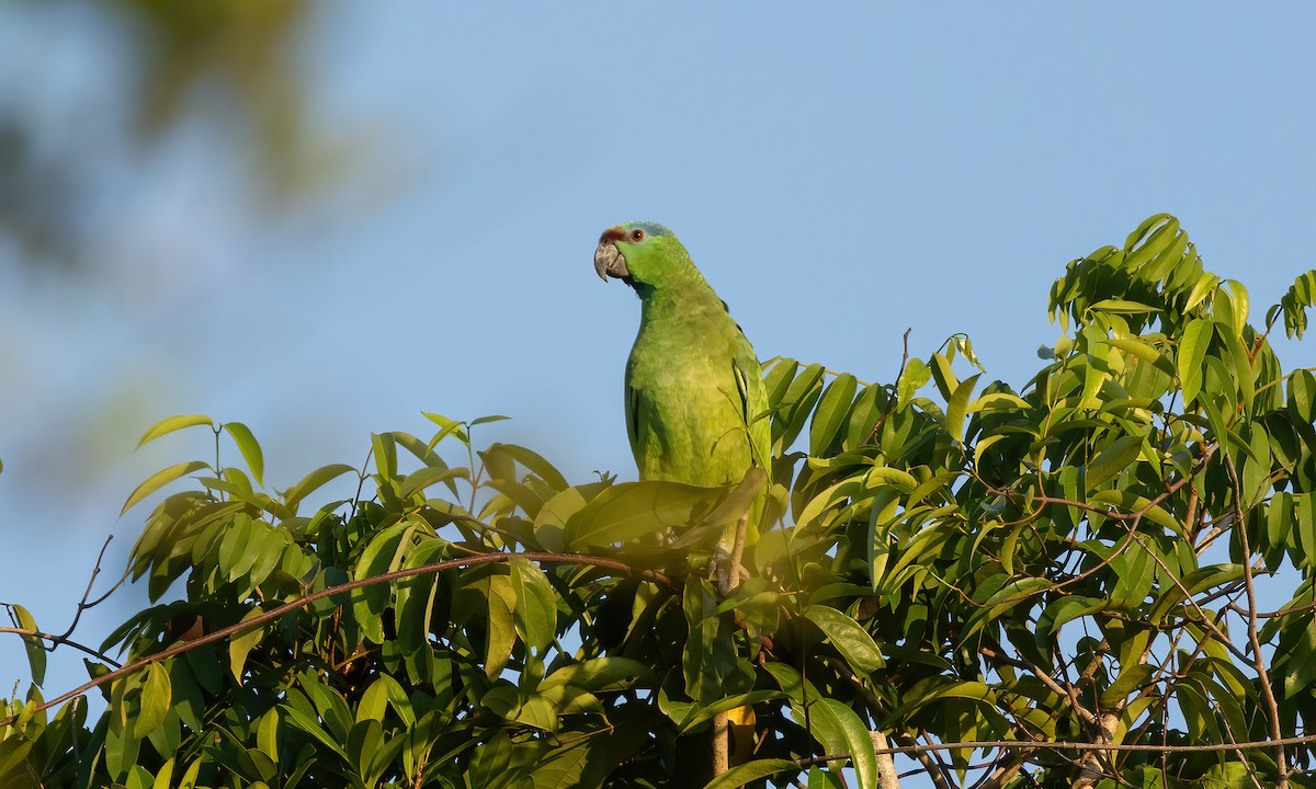 Festive Parrot (Southern) - Paul Fenwick