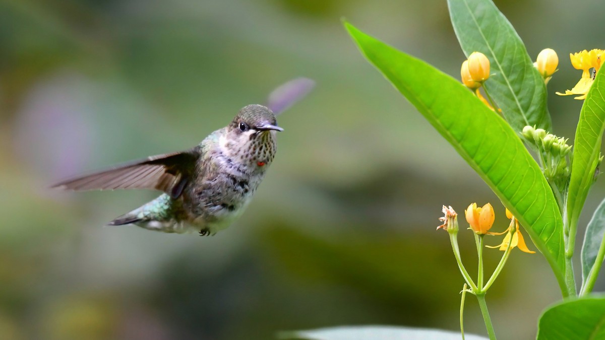 Ruby-throated Hummingbird - ML610124466