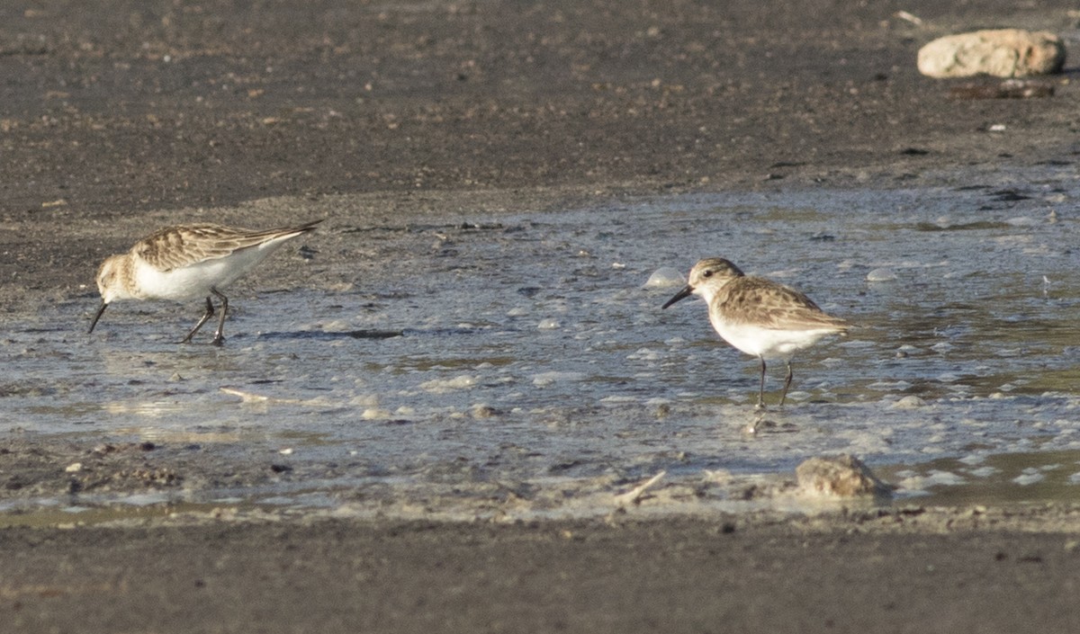 jespák tundrový - ML610124469