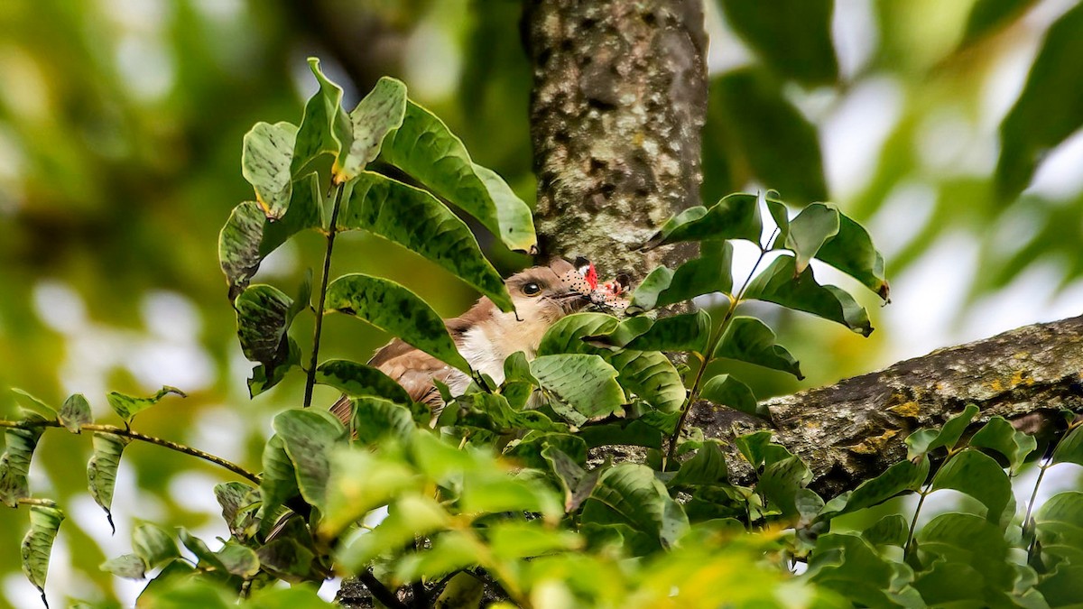 Black-billed Cuckoo - Gloria 🕊