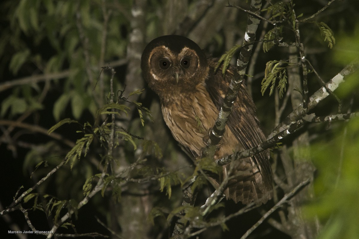 Mottled Owl (Atlantic Forest) - ML610124481