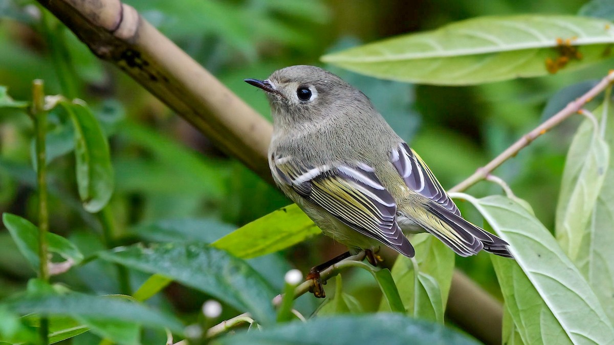 Ruby-crowned Kinglet - ML610124483