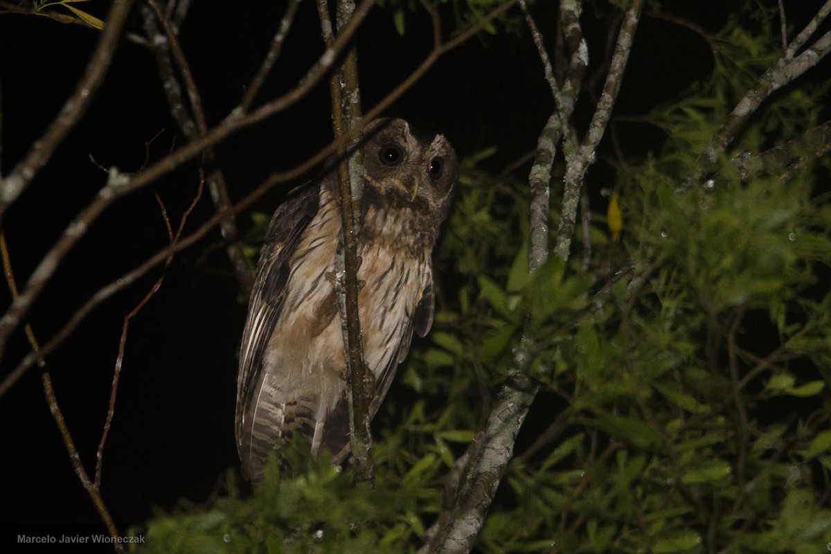 Mottled Owl (Atlantic Forest) - ML610124485