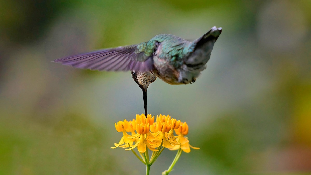 Ruby-throated Hummingbird - ML610124493