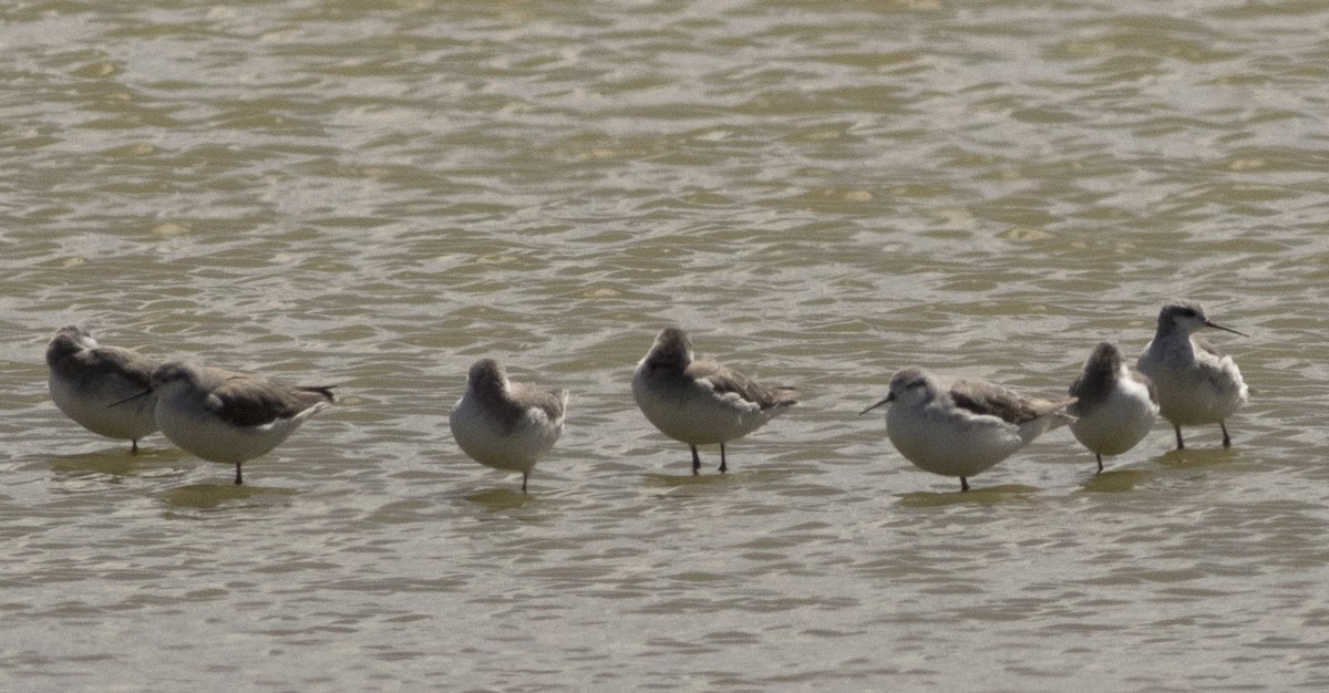 lyskonoh dlouhozobý - ML610124509