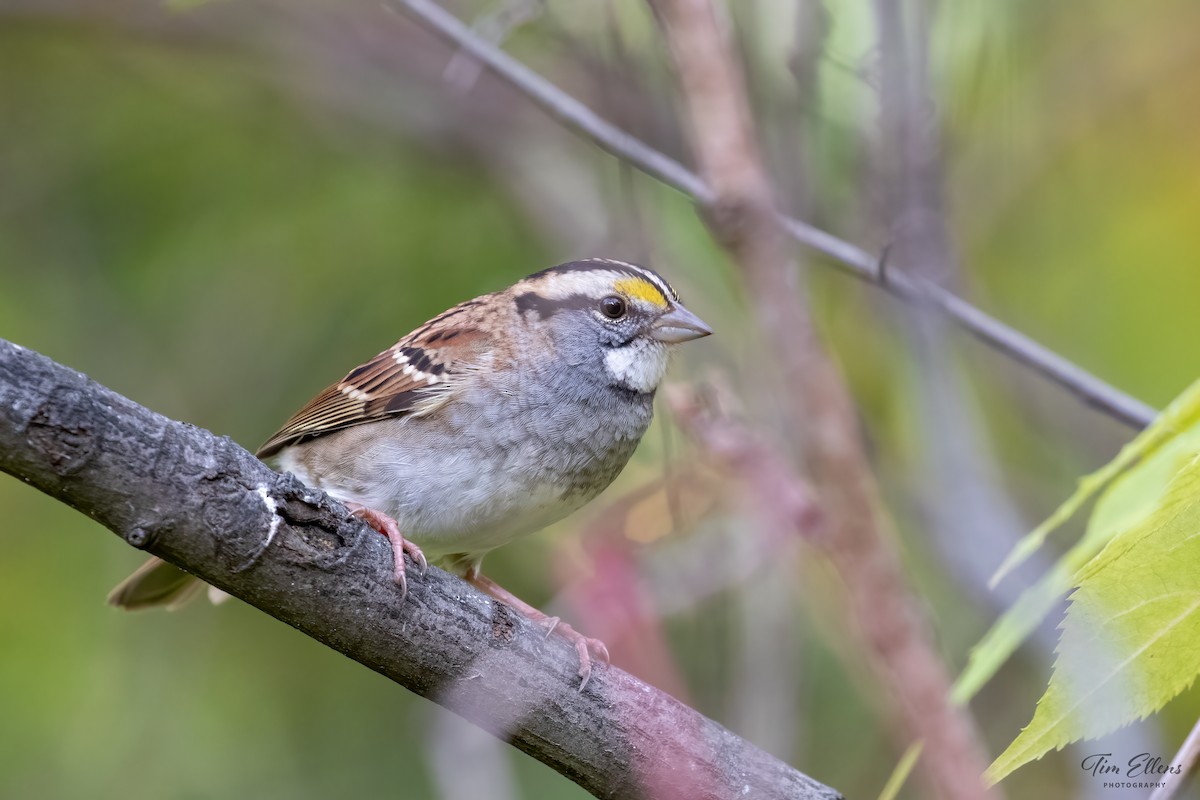 White-throated Sparrow - ML610124525