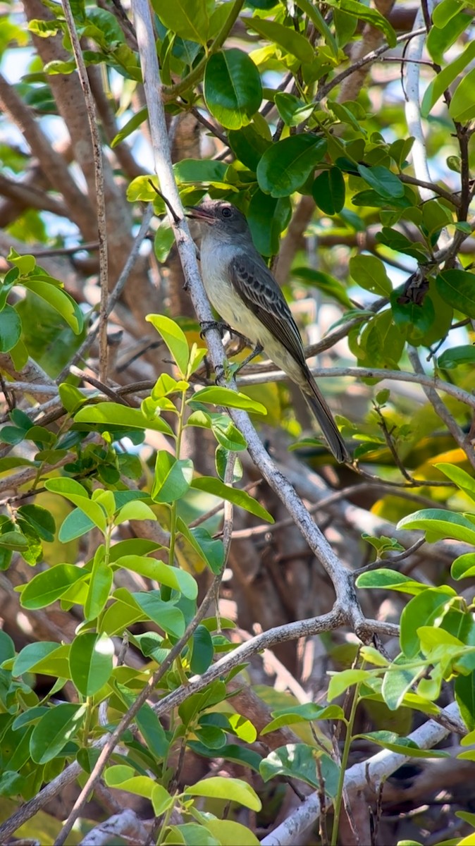 Pale-bellied Mourner - ML610124548